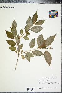 Diervilla lonicera image