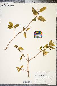 Lonicera canadensis image