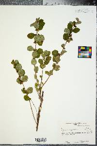 Symphoricarpos orbiculatus image