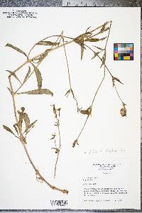 Silene latifolia image