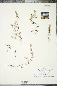 Ceratophyllum demersum image