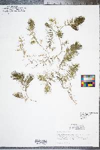 Ceratophyllum muricatum image