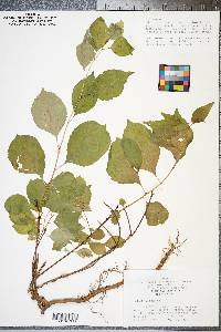 Celastrus scandens image