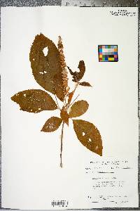 Clethra acuminata image