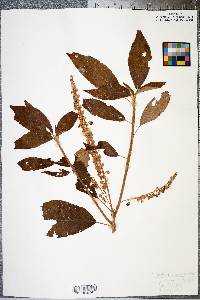 Clethra acuminata image