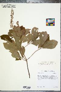 Clethra alnifolia image