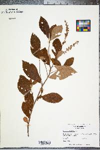 Clethra alnifolia image