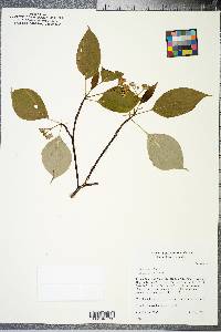 Cornus alternifolia image