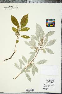 Elaeagnus umbellata image
