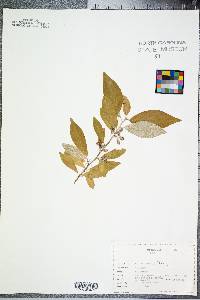 Elaeagnus umbellata image