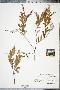 Chamaedaphne calyculata image