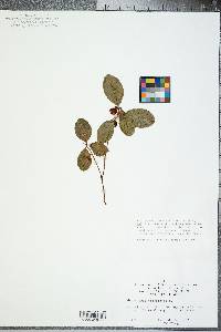 Gaultheria procumbens image