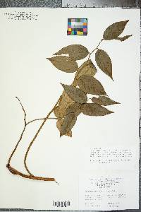 Leucothoe axillaris image