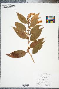 Leucothoe axillaris image