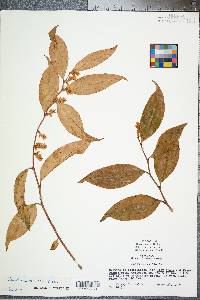 Leucothoe axillaris image