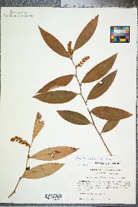 Leucothoe axillaris image