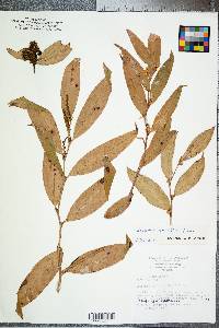 Leucothoe axillaris image