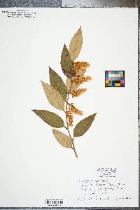 Leucothoe axillaris image