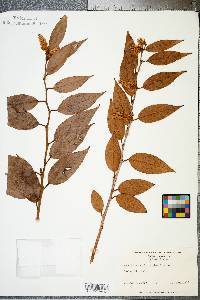 Leucothoe axillaris image