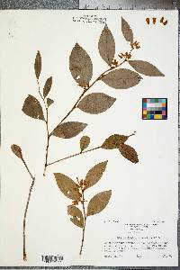 Lyonia lucida image