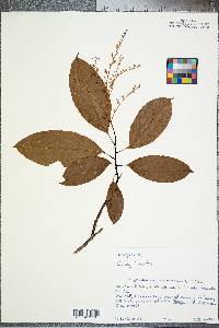 Oxydendrum arboreum image