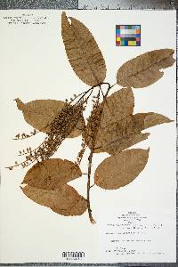 Oxydendrum arboreum image