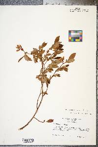 Vaccinium formosum image