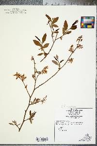 Vaccinium fuscatum image