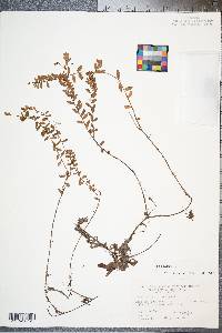 Vaccinium macrocarpon image