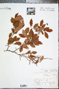 Vaccinium marianum image