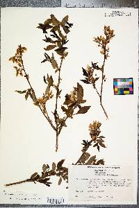 Vaccinium marianum image