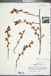 Vaccinium marianum image