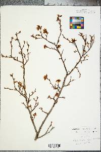 Vaccinium marianum image