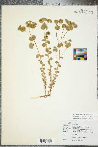 Euphorbia commutata image