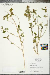 Euphorbia cyathophora image