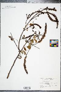 Amorpha glabra image