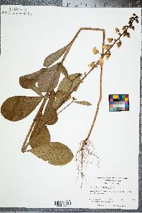 Crotalaria spectabilis image