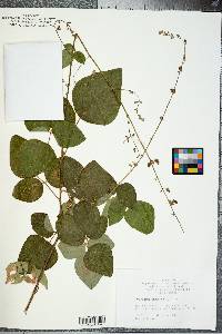 Desmodium canescens image