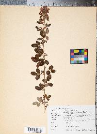 Desmodium ciliare image