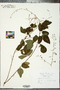 Desmodium glabellum image