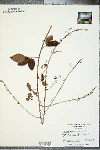 Desmodium laevigatum image