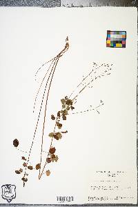 Desmodium marilandicum image