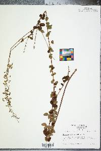 Desmodium marilandicum image