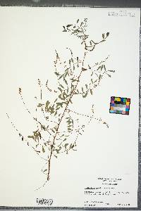 Indigofera caroliniana image