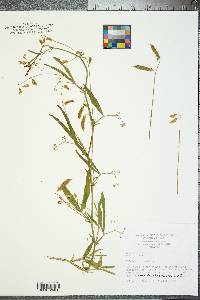 Lathyrus hirsutus image