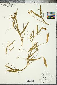 Lathyrus pusillus image