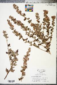 Lespedeza capitata image