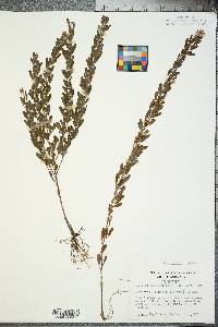 Lespedeza cuneata image