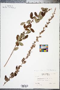 Lespedeza violacea image