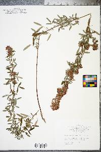 Lespedeza virginica image